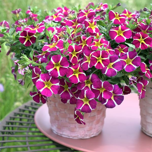 Star bicolor purple ®NEW